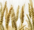 Wheat Straw Plastic Based Swag with your custom printed branding or...